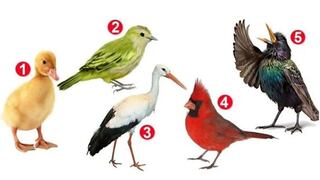 Descubre la verdad sobre tu forma de afrontar la vida eligiendo un pájaro