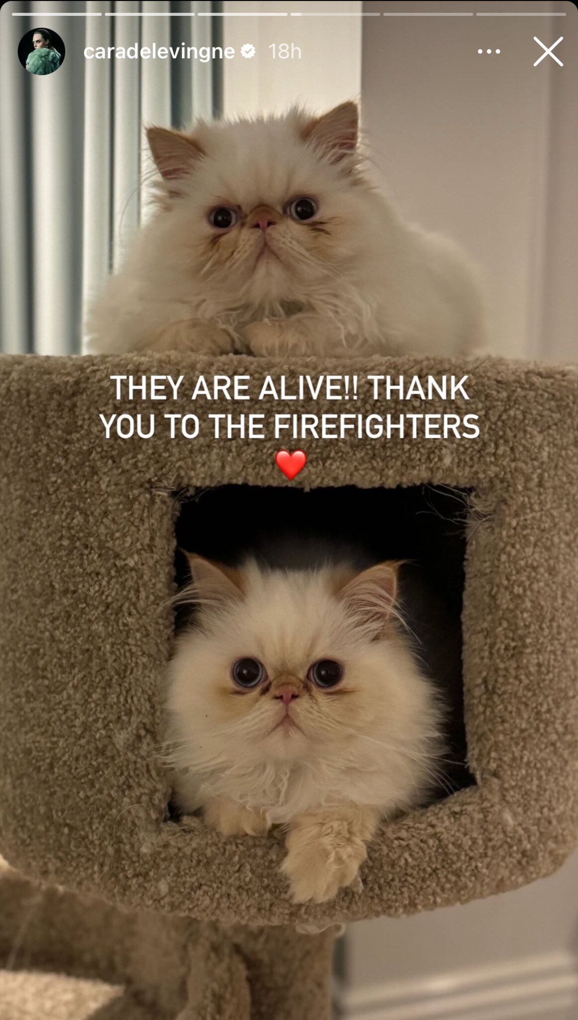 Los gatos de Cara Delevingne fueron salvados por los bomberos (Foto: Cara Delevingne / Instagram)