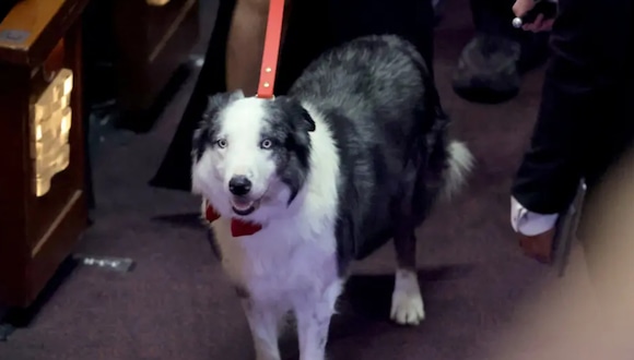 El perro de nombre Messi fue uno de los invitados a la ceremonia de los Oscars (Foto: AFP)