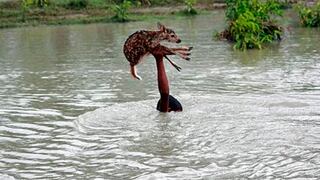 Un niño se lanzó a las aguas de un peligroso río para salvar la vida de un pequeño ciervo