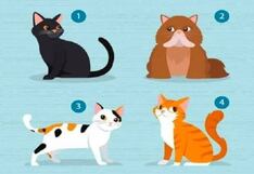 El test visual que revelará qué tipo de pareja necesitas cuando elijas un gato