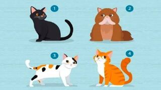 El test visual que revelará qué tipo de pareja necesitas cuando elijas un gato