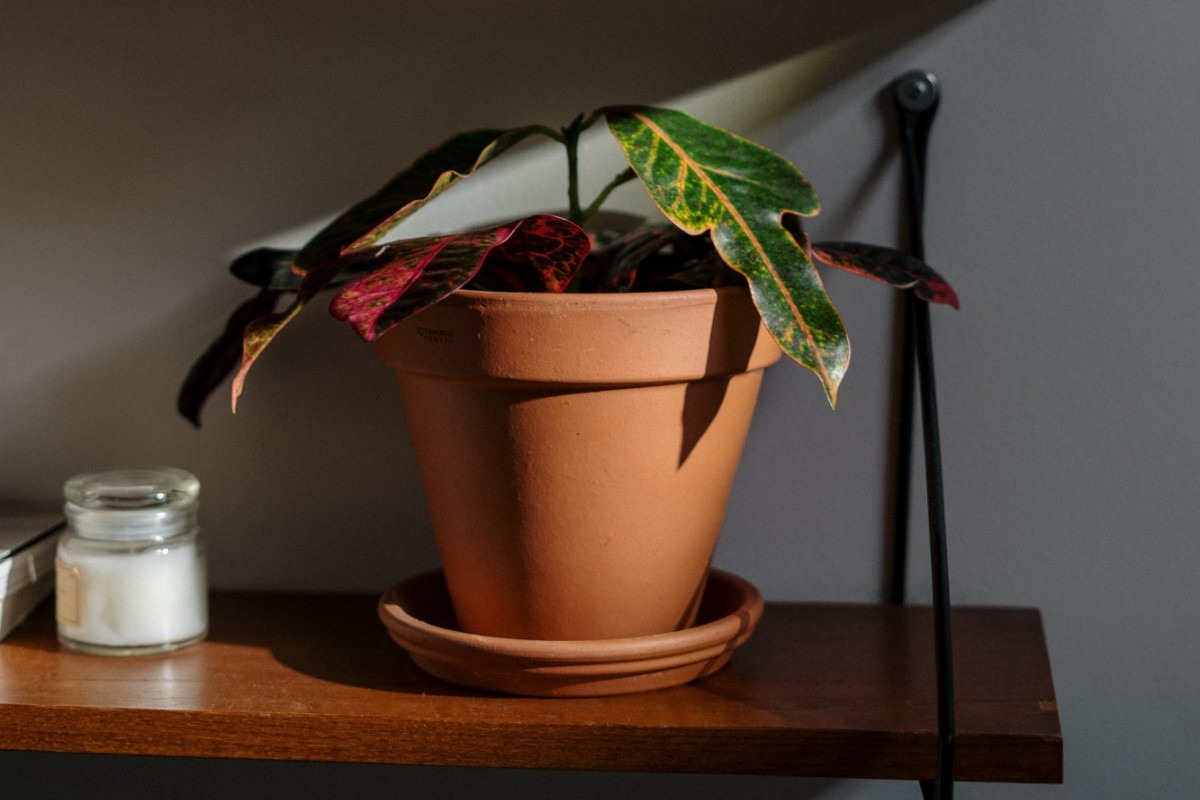 TRUCOS CASEROS | Maceta de barro. (Foto: Pexels)