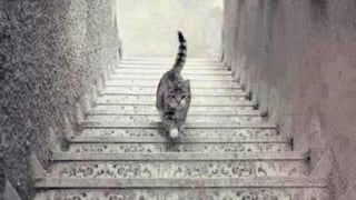 Test visual de sabios: ¿crees que el gato sube o baja las escaleras? Desnuda tu alma 