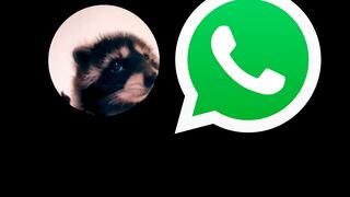 Descarga AQUÍ el sticker animado del “mapache Pedro” en WhatsApp
