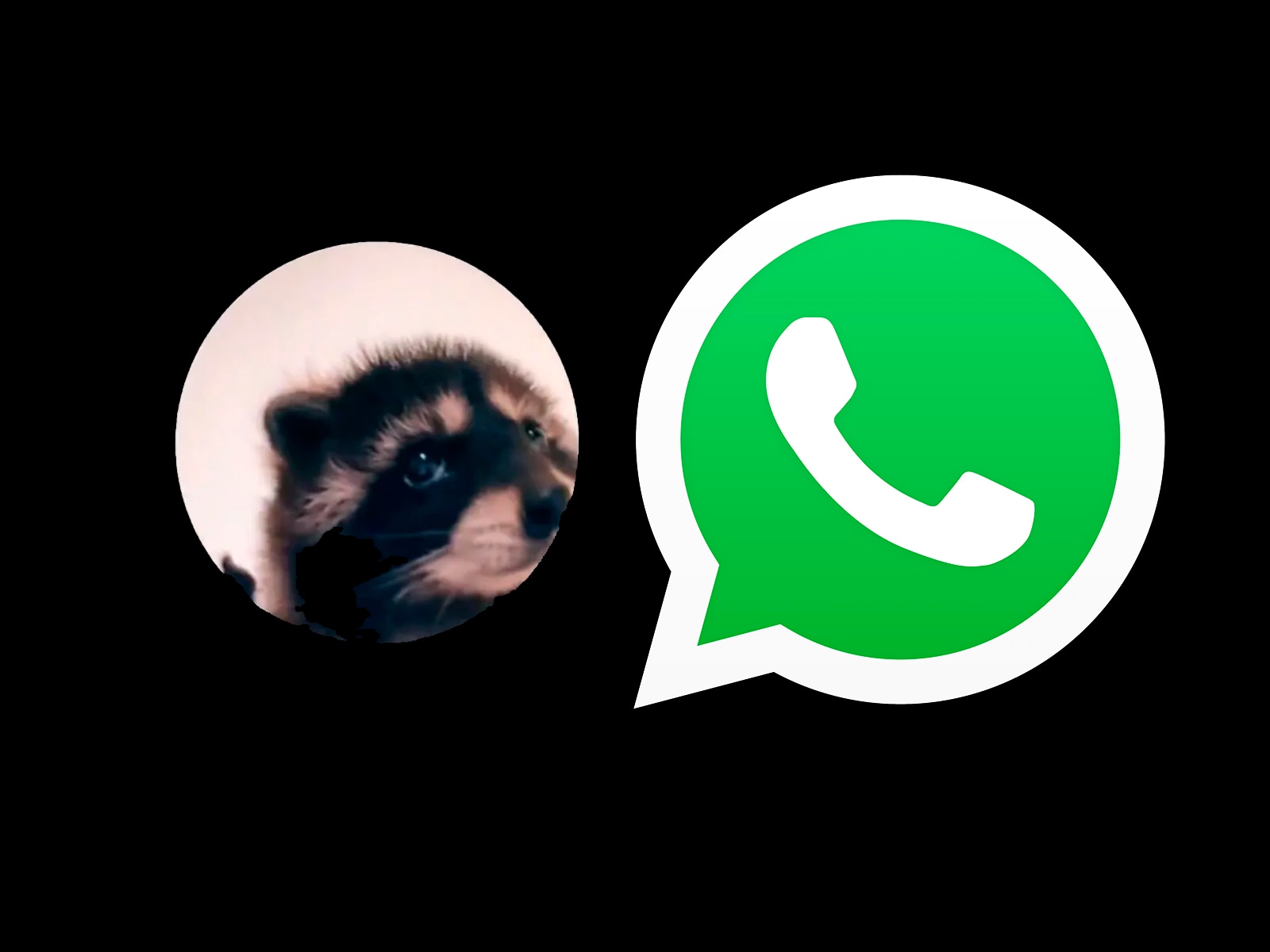 WHATSAPP | Si lo que quieres es tener el sticker del "mapache Pedro" en WhatsApp, entonces usa estos pasos. (Foto: MAG - Rommel Yupanqui)