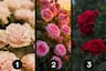 ¿Qué rosa te parece hermosa? Tu elección te indicará qué tipo de energía posees