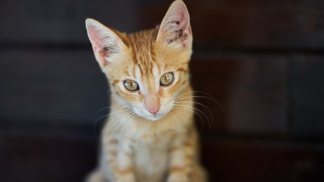 La extraña reacción de un gato al ver por primera vez al bebé de su dueña