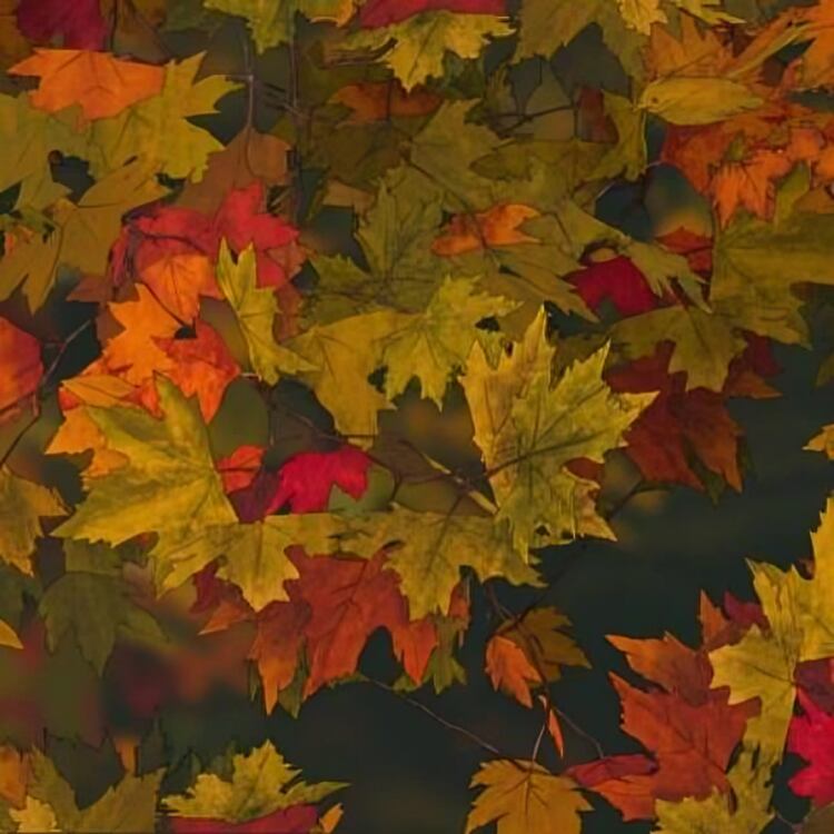 Localiza al pajarito escondido entre las hojas: solo 1 de cada 10 personas lo halla en menos de 10 segundos (foto: Depor)