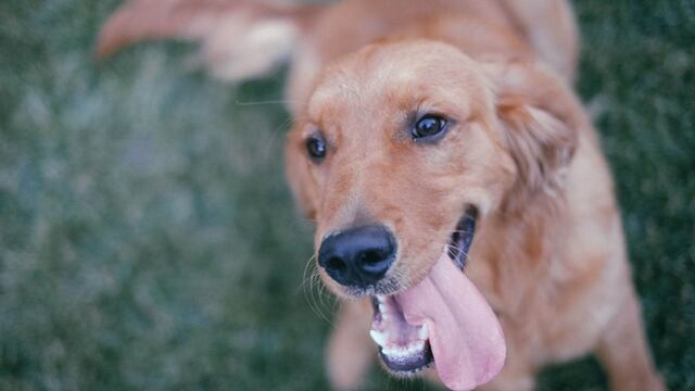 Perro demuestra su ‘destreza’ para el vóleibol y más de uno queda boquiabierto