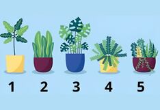 Elige una de las plantas de la imagen y descubre cuál es tu propósito en la vida