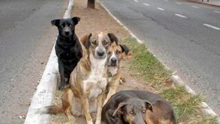 Perros callejeros ya no pasarán frío este invierno en Argentina gracias a tres mujeres de buen corazón