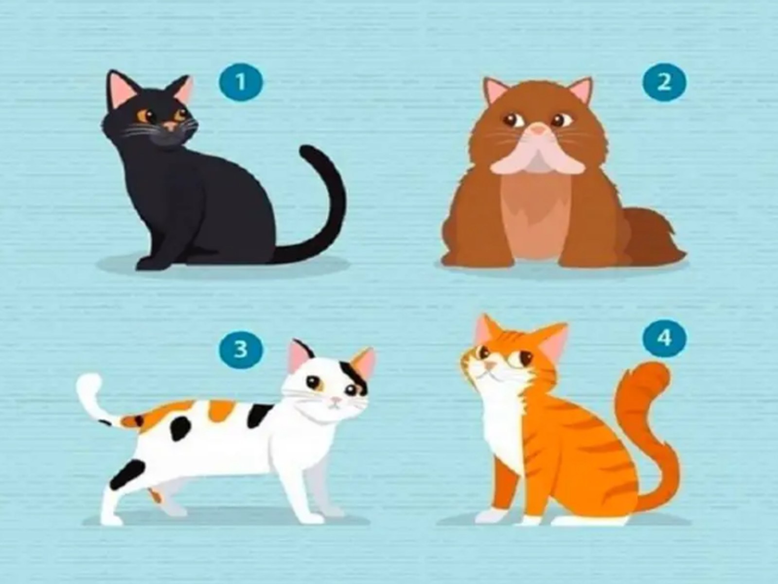 TEST VISUAL | En esta imagen hay varios gatos. Tienes que seleccionar uno. (Foto: namastest.net)