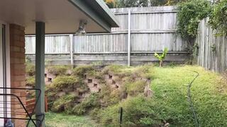 ¿Puedes descubrir la serpiente camuflada en el jardín en 20 segundos?