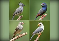 ¿Qué pájaro te gusta más? Descubre cuánto estás enamorado según tu elección