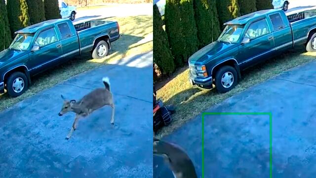 Hombre captó la aterradora conducta de unos ciervos que embistieron brutalmente la puerta de un garaje