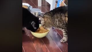 Gato travieso cuasa furor en las redes al evitar que su ‘amigo’ le quite su comida 