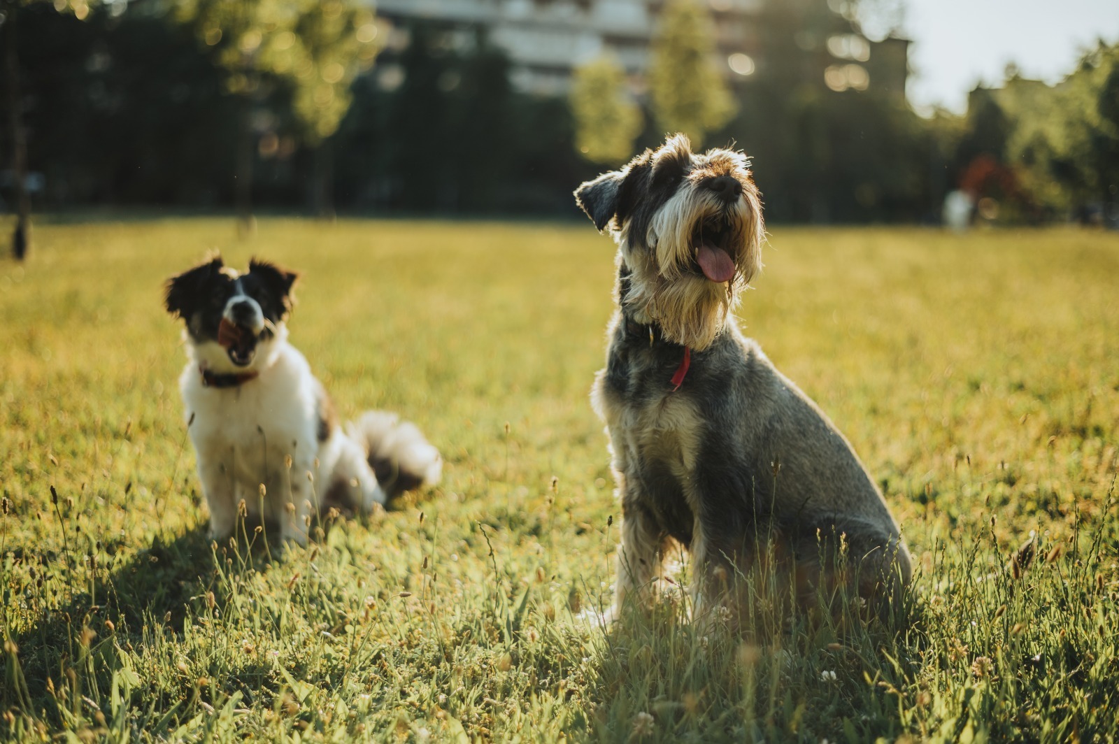 Aumento de pulgas y garrapatas por altas temperaturas: ¿cuándo y cómo desparasitar a tu mascota?