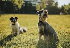 Aumento de pulgas y garrapatas por altas temperaturas: ¿cuándo y cómo desparasitar a tu mascota?
