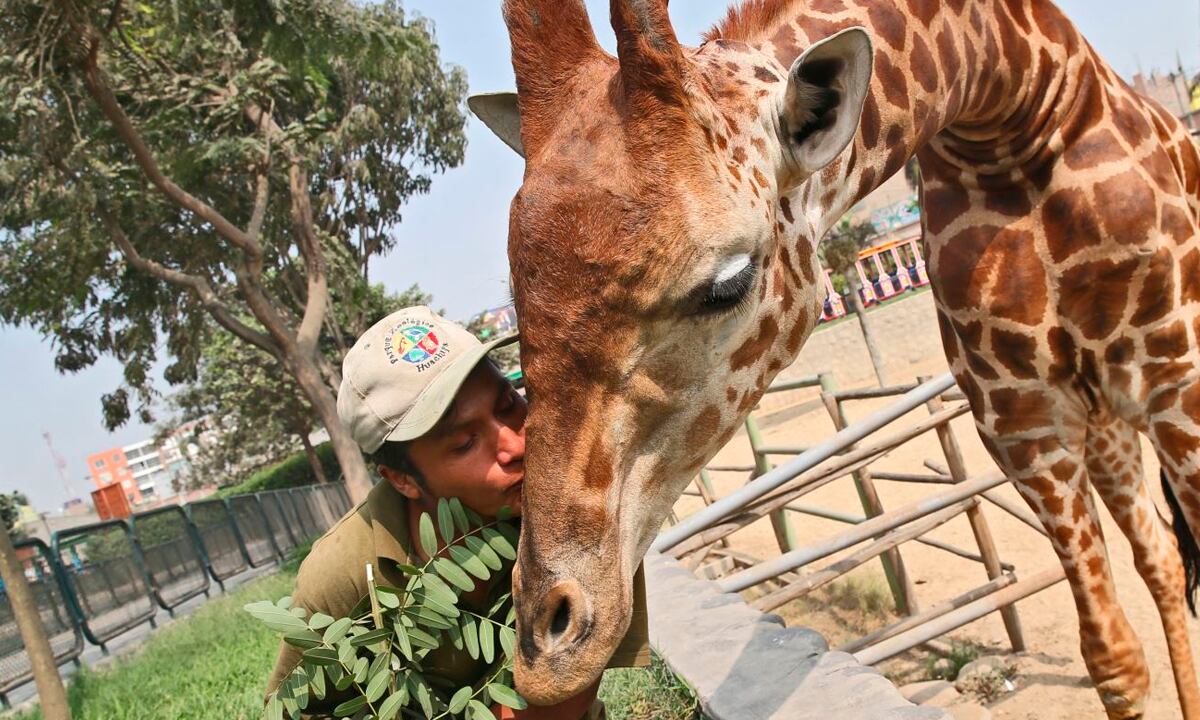 Conoce aquí el costo de las entradas para visitar el Parque de las Leyendas Huachipa