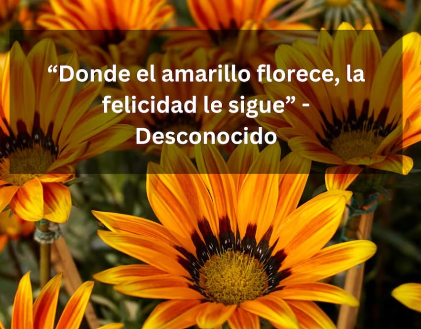 “Donde el amarillo florece, la felicidad le sigue” - Desconocido | Imagen de Pexels en Pixabay / Composición Depor.