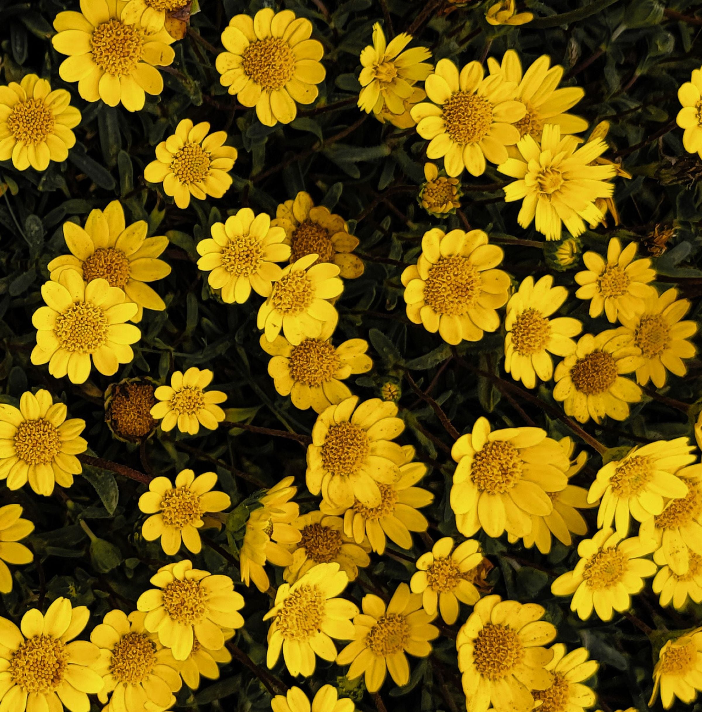 El llamado “día de las flores amarillas” no es una fecha oficial ni una festividad reconocida a nivel mundial, pero se ha vuelto muy popular en varios países de Latinoamérica. (Foto: Dubang chang / Pexels)