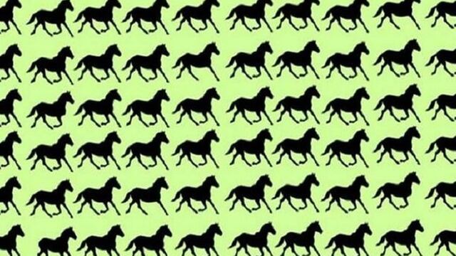 ¿Hallar los seis caballos distintos en la imagen? El reto que no se puede superar en la actualidad