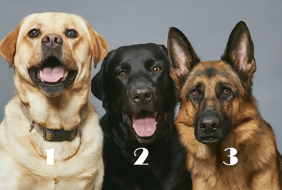 Elige uno de los tres perros y descubre si eres una persona muy emocional
