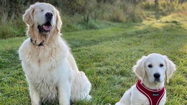 La historia de Tao, un perro ciego que tiene su propio cachorro guía, se vuelve viral en las redes sociales