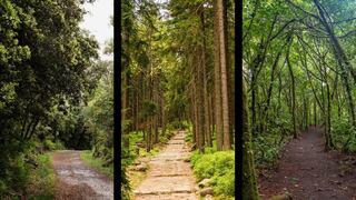 Uno de estos caminos en el bosque te indicará qué te falta en esta vida