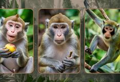 Conoce si eres un sabelotodo con solo escoger uno de los tres monos en esta imagen