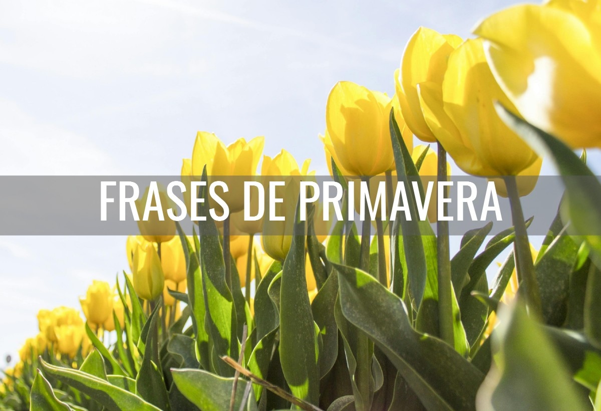 FRASES | Celebra la primavera con estas bonitas frases que podrás poner compartir este 19 de marzo. (Foto: Pexels)