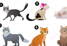 Descubre qué tipo de persona eres según el gato que selecciones en la imagen