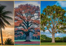 Descubre qué hemisferio de tu cerebro domina tu ser con tan solo elegir un árbol