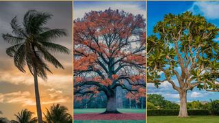 Descubre qué hemisferio de tu cerebro domina tu ser con tan solo elegir un árbol