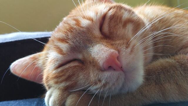 Gato causa furor en redes por su impactante postura para dormir