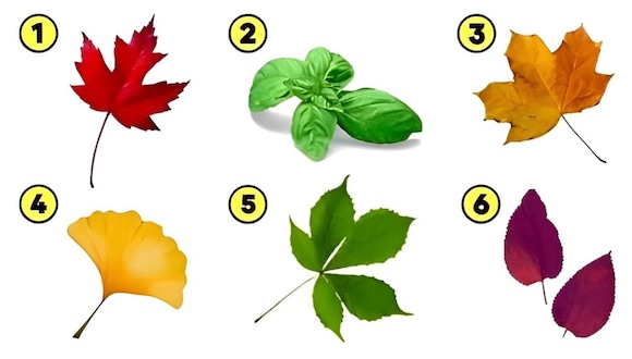 Test visual: elige una de las hojas en esta imagen para descubrir cuál es tu verdadero valor (Foto: Namastest).