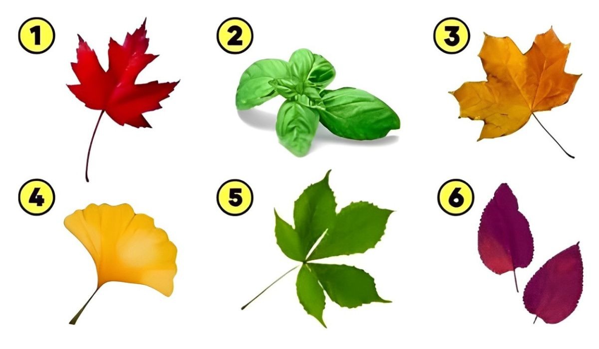 Test visual: elige una de las hojas en esta imagen para descubrir cuál es tu verdadero valor (Foto: Namastest).