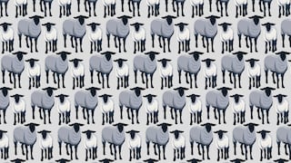 Reto para ti: ¿logras encontrar los 6 lobos disfrazados de ovejas en esta imagen viral? [FOTO]