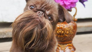 Nuts, el perrito con la barba más larga y mejor cuidada que alborota las redes sociales