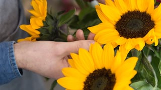 ¿Qué significa regalar flores amarillas cada 21 de septiembre? Conoce el motivo