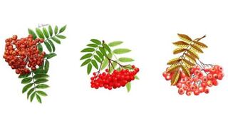 Elige una rama para descubrir el regalo que el universo tiene para ti este mes