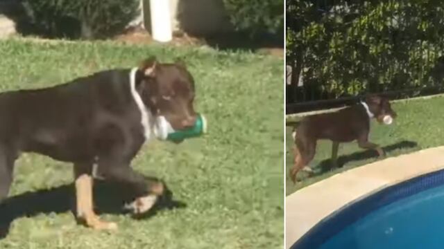 El hilarante momento en que un perro le ‘roba’ una lata de cerveza a su dueño