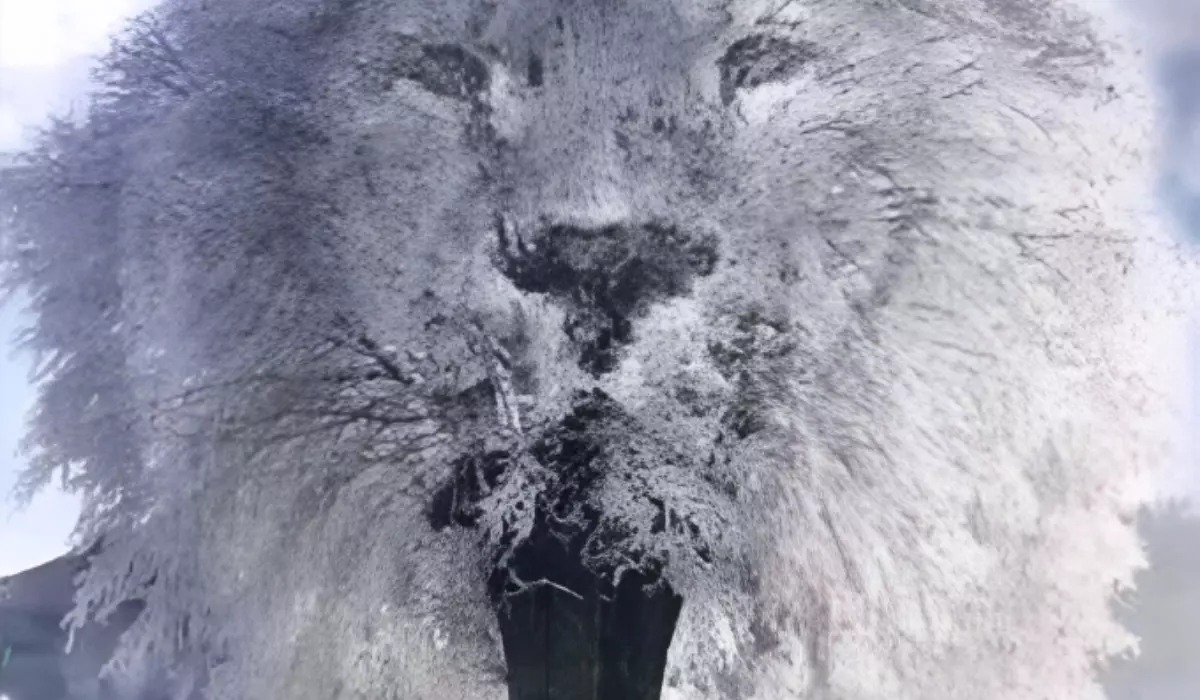 Test de personalidad: descubre si eres fácil de engañar según veas a un león, un árbol o un arcoíris (Foto: Pinterest).