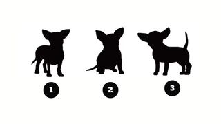 El perro que elijas te revelará un valioso mensaje para tu vida