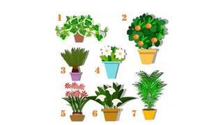 ¿Qué talento tienes escondido? Elige una maceta con planta y descúbrelo