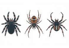 Elige una de las tres arañas en la imagen para saber si serás una persona exitosa