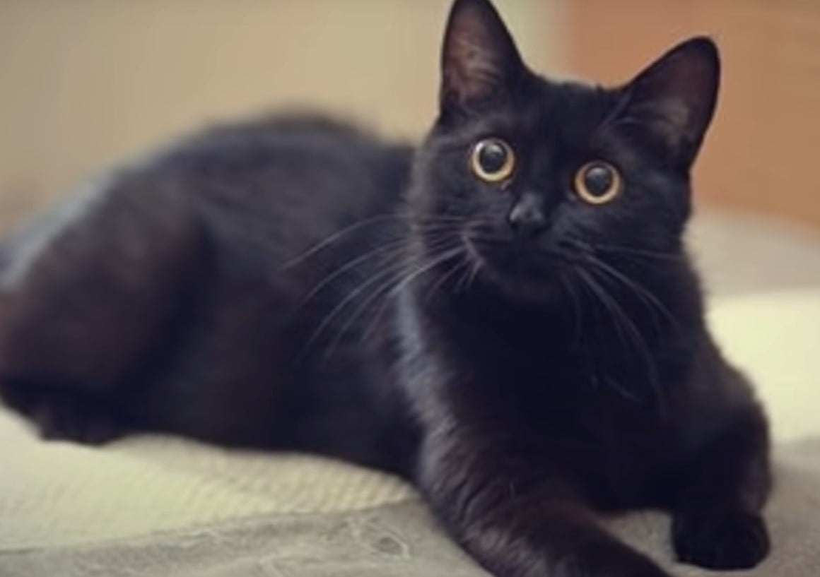 Los gatos son muy curiosos y astutos (Foto: SiamCatChannel/YouTube)