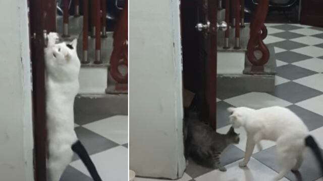 Un gato se las arregla para abrirle la puerta a su amigo y se convierte en una estrella de las redes sociales