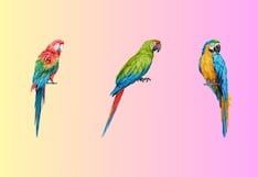 Elige uno de los loros en esta imagen para conocer cuál es tu verdadera identidad